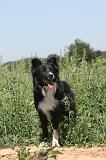 BORDER COLLIE 206